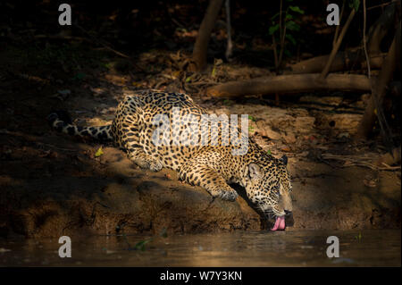 Homme Jaguar (Panthera onca palustris), âgé de huit ans, de boire de l'eau Tres Irmaos, Porto Jofre, nord Pantanal, Mato Grosso, Brésil, Amérique du Sud. Banque D'Images