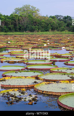 Nénuphars géants (Victoria Amazonica) dans une lagune à Porto Jofre, au large de l'Onca, nord Pantanal, Mato Grosso, Brésil, Amérique du Sud. Banque D'Images