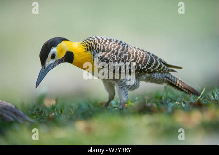 Campo Pic flamboyant (Colaptes campestris) se nourrissant sur le terrain, dans le Nord de Pantanal, Moto Grosso, au Brésil, en Amérique du Sud. Banque D'Images