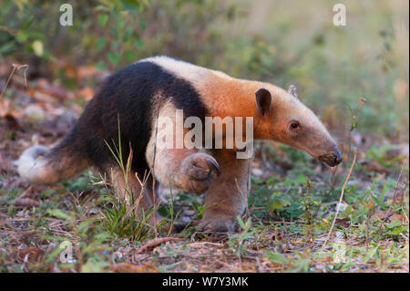 (Tamandua tetradactyla Tamandua du Sud), le nord du Pantanal, Mato Grosso, Brésil, Amérique du Sud. Banque D'Images