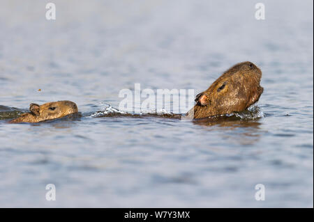 Capybara (Hydrochoerus hydrochaeris femelle) Nager avec les jeunes et l'appel d'alarme après avoir échappé à une attaque de Jaguar (Panthera onca palustris) dans une lagune au large du fleuve Paraguay, la réserve écologique de Taiama, Pantanal, Brésil, Amérique du Sud. Banque D'Images