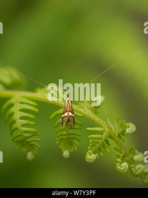 Nemophora degeerella (papillon) avec de très longues antennes sur bracken, Sheffield, England, UK, juillet. Banque D'Images