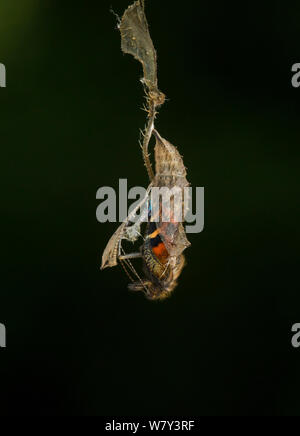 Petit papillon tortoishell (Aglais urticae) adulte sortant de chrysalide, Sheffield, Angleterre, Royaume-Uni, août. 8 séquence de 22. Banque D'Images