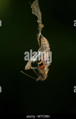 Petit papillon tortoishell (Aglais urticae) adulte sortant de chrysalide, Sheffield, Angleterre, Royaume-Uni, août. 9 séquence de 22. Banque D'Images