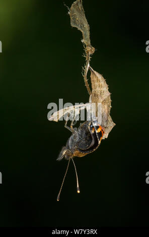 Petit papillon tortoishell (Aglais urticae) adulte sortant de chrysalide, Sheffield, Angleterre, Royaume-Uni, août. 14 séquence de 22. Banque D'Images