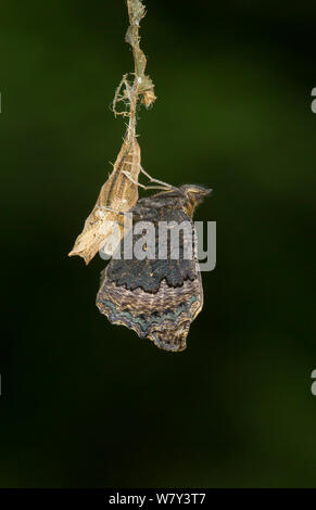 Petit papillon tortoishell (Aglais urticae) adulte sortant de chrysalide, Sheffield, Angleterre, Royaume-Uni, août. 21 séquence de 22. Banque D'Images