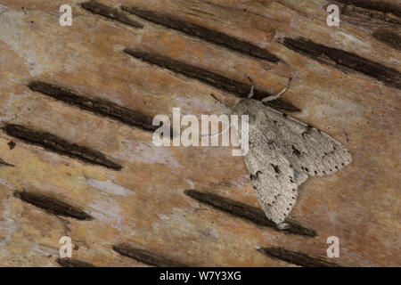 Le Miller (Acronicta leporina) repos adultes, Sheffield, Angleterre, Royaume-Uni, juin. Banque D'Images
