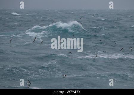 (Daption capense Cape petrel) troupeau en vol au dessus de l'état de la mer, détroit de Bransfield, Antarctique. Banque D'Images