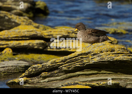 Teal (Anas flavirostris mouchetée) sur la roche, l'île de la carcasse, îles Falkland. Banque D'Images