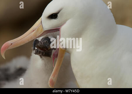 Aabatross à sourcils noirs (Thalassarche melanophrys) chick, Nouvelle Île, Îles Falkland. Banque D'Images