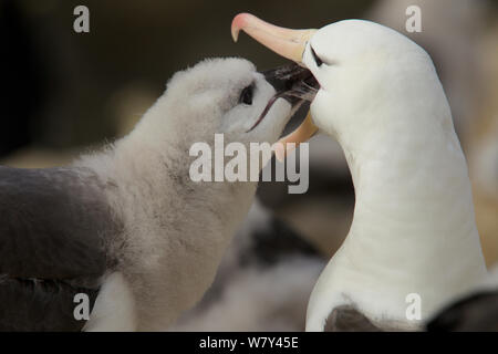 Aabatross à sourcils noirs (Thalassarche melanophrys) chick, Nouvelle Île, Îles Falkland. Banque D'Images