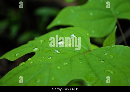 Close up de gouttelettes d'eau sur une grande feuille Banque D'Images