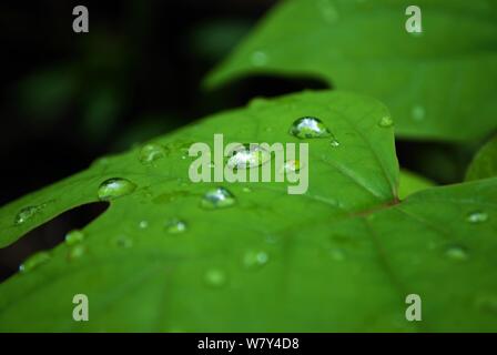 Close up de gouttelettes d'eau sur une grande feuille Banque D'Images