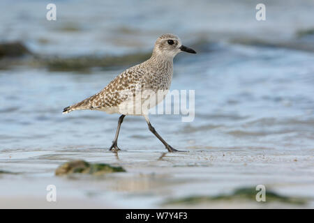 Grey plover (Pluvialis squatarola) sur la côte, l'île d'Oléron, France, octobre. Banque D'Images