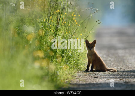 Le renard roux (Vulpes vulpes) cub on country road, Vosges, France, juin. Banque D'Images