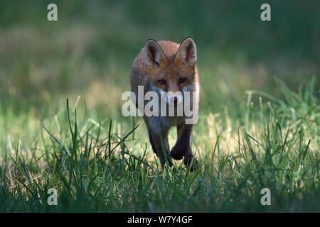 Le renard roux (Vulpes vulpes) cub tournant, Vosges, France, juin. Banque D'Images