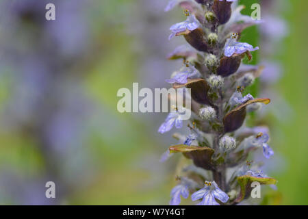 Common bugle (Ajuga reptans) Lorraine, France, avril. Banque D'Images