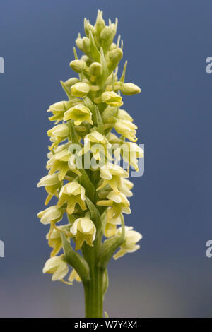 Petite orchidée blanche (Pseudorchis albida) Nordtirol, Alpes autrichiennes, juillet. Banque D'Images