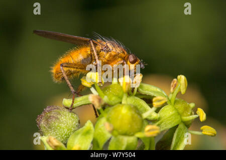 La bouse jaune fly (Scathophaga stercoraria) se nourrissant de lierre (Hedera helix) fleurs. Parc national de Peak District, Derbyshire, Royaume-Uni, novembre. Banque D'Images