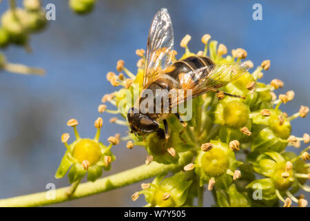 Fly drone coniques (Eristalis pertinax) sur le lierre (Hedera helix) fleurs. Parc national de Peak District, Derbyshire, Royaume-Uni, novembre. Banque D'Images