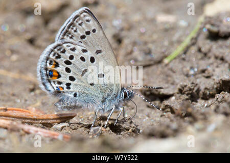 Plebejus optilete canneberge (bleu) &# 39;de flaques de boue&# 39 ; pour extraire des minéraux rares comme le sodium. Nordtirol, Alpes autrichiennes, juillet. Banque D'Images