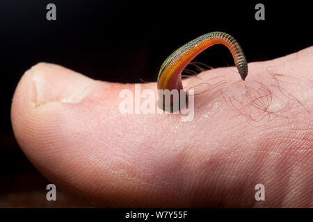 Tiger Leech (Haemadipsa picta) sur les droits de l'orteil, Maliau Basin, Sabah, Bornéo. Banque D'Images