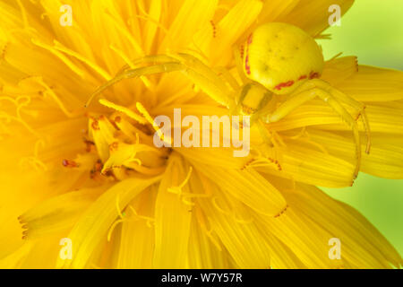 Houghton (Misumena vatia araignée crabe) camouflé sur fleur jaune. Nordtirol, Alpes autrichiennes, juillet. Banque D'Images