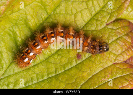 Noeud papillon herbe Acronicta rumicis (caterpillar) Parc national de Peak District, Derbyshire, Royaume-Uni, septembre. Banque D'Images