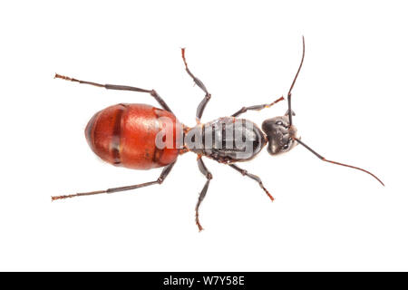 Ant des forêts géantes (Camponotus gigas) Danum Valley, Sabah, Bornéo. Banque D'Images