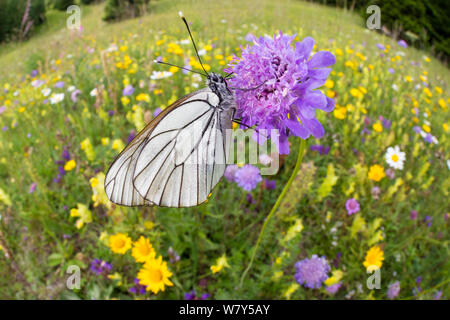 Papillon blanc veiné noir (Aporia crataegi) Nordtirol, Alpes autrichiennes, juillet. Banque D'Images