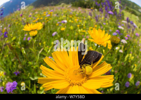 Houghton (Misumena vatia araignée crabe) manger un ramoneur Odezia atrata (papillon) Nordtirol, Alpes autrichiennes, juillet. Banque D'Images