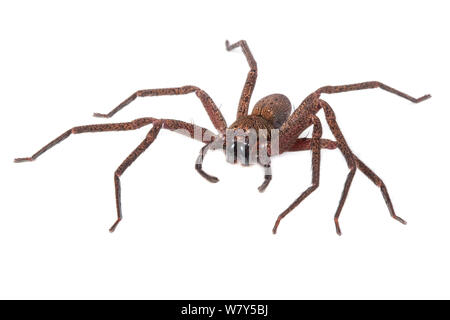 Araignée Huntsman (Sparassidae) Danum Valley, Sabah, Bornéo. Banque D'Images