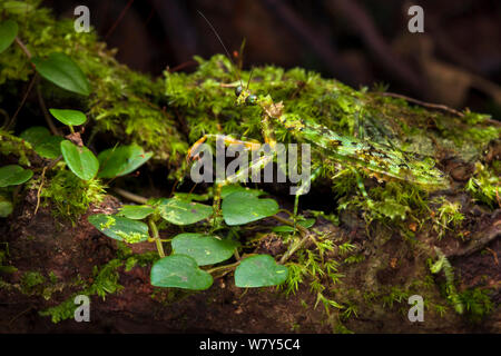 Mante religieuse verte (Majangella moltoni) camouflé sur tronc d'arbre moussu. Danum Valley, Sabah, Bornéo. Banque D'Images