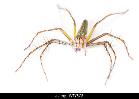 Araignée Lynx (Oxyopidae) Danum Valley, Sabah, Bornéo. Banque D'Images