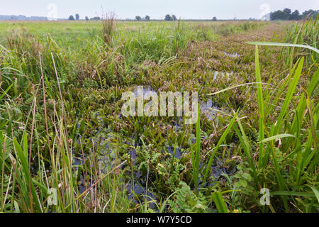 L'habitat de la fen radeau radeau / grande araignée Dolomedes plantarius (araignée) Norfolk Broads, UK, septembre. Banque D'Images