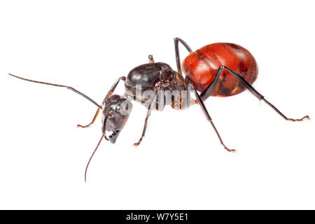 Ant des forêts géantes (Camponotus gigas) Danum Valley, Sabah, Bornéo. Banque D'Images