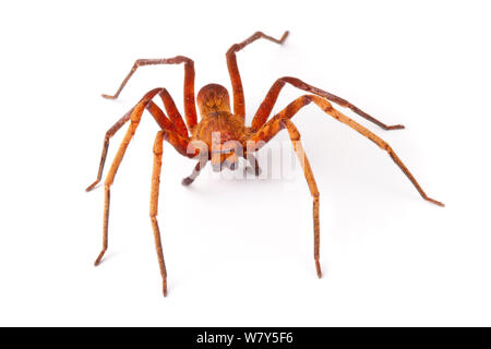 Araignée Huntsman (Sparassidae) Danum Valley, Sabah, Bornéo. Banque D'Images