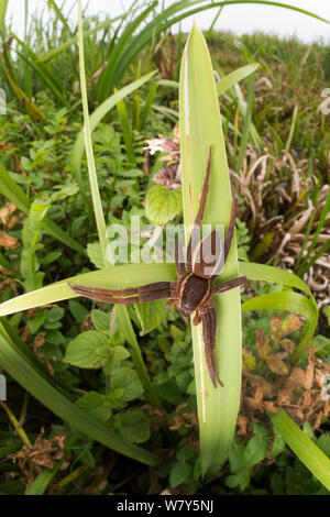 Radeau Fen / grande araignée araignée Dolomedes plantarius (raft) femelle adulte. Norfolk Broads, UK, septembre. Les espèces vulnérables. Banque D'Images