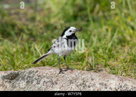 Bergeronnette grise (Motacilla alba alba) avec de la nourriture dans son projet de loi inscrit sur un rocher près du nid. Christianso, Danemark. De juin. Banque D'Images