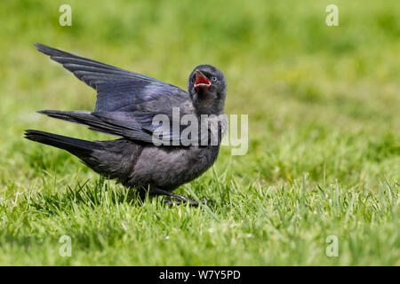 Jackdaw eurasien juvénile (Corvus monedula) ne demandant qu'à être nourris avec bec grand ouvert. L'île de Gotland, Visby, Suède. De juin. Banque D'Images