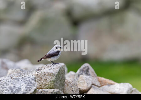 Mâle adulte traquet motteux (Oenanthe oenanthe) en plumage nuptial usé, appelant avec bill ouvert, à partir d'un mur de pierre. St Kilda, Hébrides extérieures, en Écosse. De juin. Banque D'Images