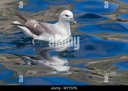 Le fulmar boréal (Fulmarus glacialis) natation avec ondulations dans l'eau, St Kilda, Hébrides extérieures, en Écosse. De juin. Banque D'Images