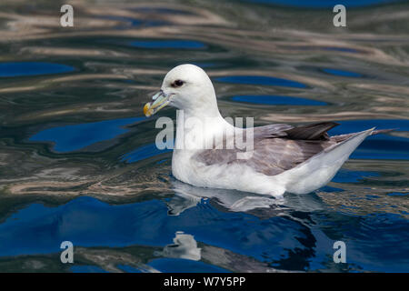 Le fulmar boréal (Fulmarus glacialis) Nager en mer avec ondulations, St Kilda, Hébrides extérieures, en Écosse. De juin. Banque D'Images