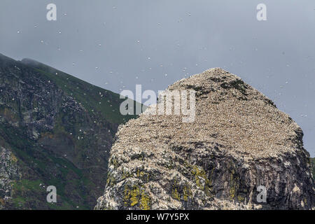 Stac Lee, couvert de nidification dans le fou de bassan (Morus bassanus) , avec le noir des falaises de Boreray en arrière-plan. St Kilda, Hébrides extérieures, en Écosse. De juin. Banque D'Images