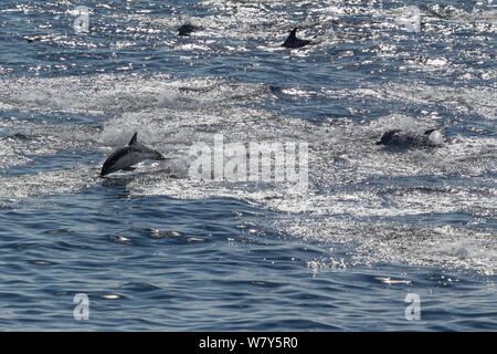 Les dauphins à bec court (Delphinus delphis) sautant de l'eau, rétro-éclairée. Au large de la côte sud-ouest de l'Irlande, de l'Atlantique Nord. Juillet. Banque D'Images