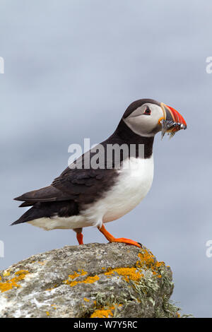 Macareux moine (Fratercula arctica) debout sur un rocher sur le bord de la falaise de nidification, avec un beakful de lançon (Ammodytidae). Flannan, îles Hébrides extérieures, en Écosse. Juillet. Banque D'Images