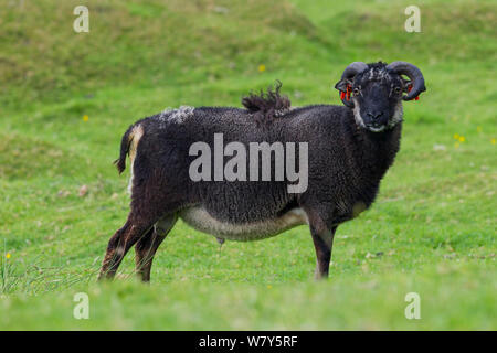 Moutons Soay (Ovis aries) Le ram avec une touffe de laine remaing. Ces moutons sont connus pour leur capacité de s'auto-jeter leur toison. St Kilda, Hébrides extérieures, en Écosse. Juillet. Banque D'Images