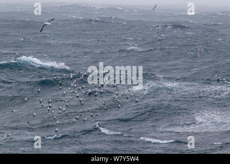 Troupeau de Massive Le fulmar boréal (Fulmarus glacialis) en mer en très mauvais temps sur le tapis. St Kilda, Hébrides extérieures, en Écosse. Mai. Banque D'Images