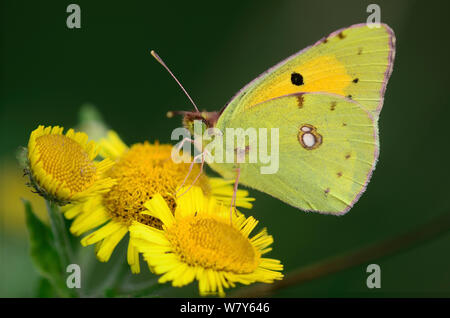 Papillon jaune assombrie (Colias croceus) sur Fleabane. Dorset, Royaume-Uni, août. Banque D'Images