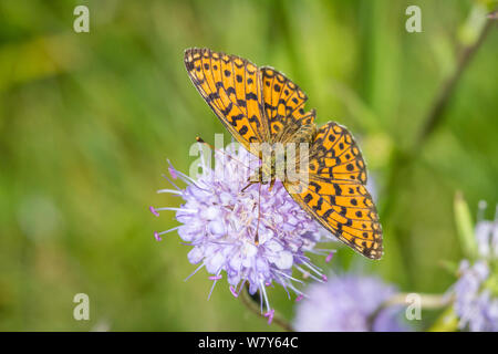 Lepidoptera Boloria selene (petite perle-bordé fritillary butterfly Schmetterling / Braunfleckiger Perlmutterfalter) Banque D'Images